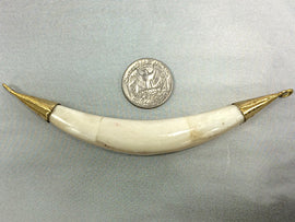 Real White Bone Tusk Pendants Double capped w/ 2 side way loops Antigue Gold Hand made 5.5