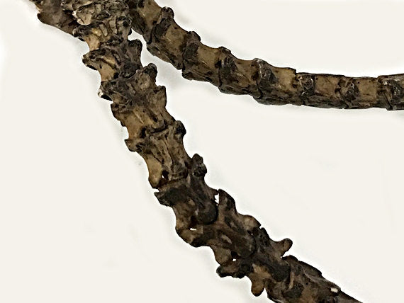 Real Snake Vertebrae Bead Strands From Africa, 10mm x 9mm approx., Snake Bone Bead Strand - SnaVer - BeadPrism