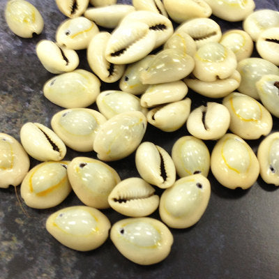 Cowrie Shells, Top Drilled Cowries, Seashells , 25 Pcs - COWSH1 - BeadPrism