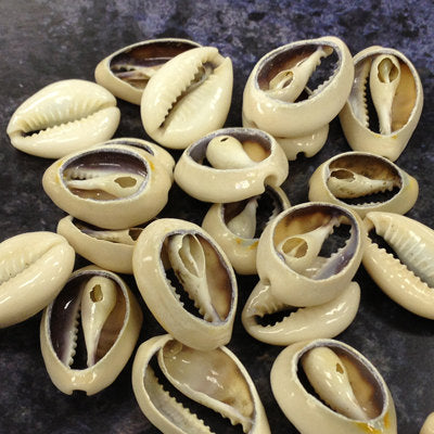 Cowrie Shells, Back-Cut Cowries, Seashells , 500 Pcs - COWSH2 - BeadPrism