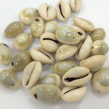 Load image into Gallery viewer, Cowrie Shells, Top Drilled Cowries, Seashells , 25 Pcs - COWSH1 - BeadPrism