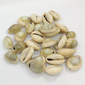 Cowrie Shells, Top Drilled Cowries, Seashells , 25 Pcs - COWSH1 - BeadPrism