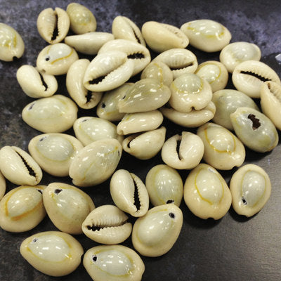 Cowrie Shells, Top Drilled Cowries, Seashells , 25 Pcs - COWSH1 - BeadPrism