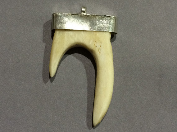 Bone Forked Pendants, Horn Tip with Silver Cap 2.4 inch, 61mm x 34mm, double horn pendants - AP425S - BeadPrism